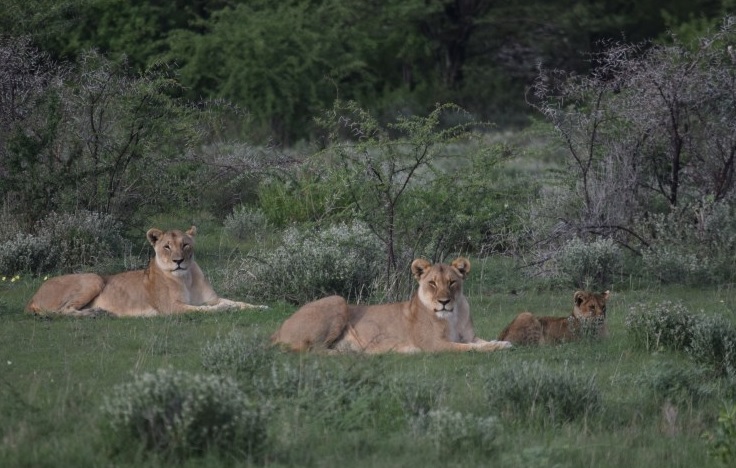 Etosha_Nationalpark_Löwen Etosha_Nationalpark_Löwen