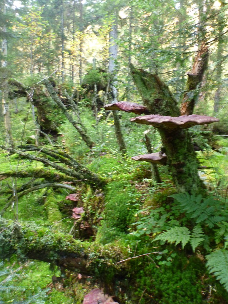 P1010496.jpg