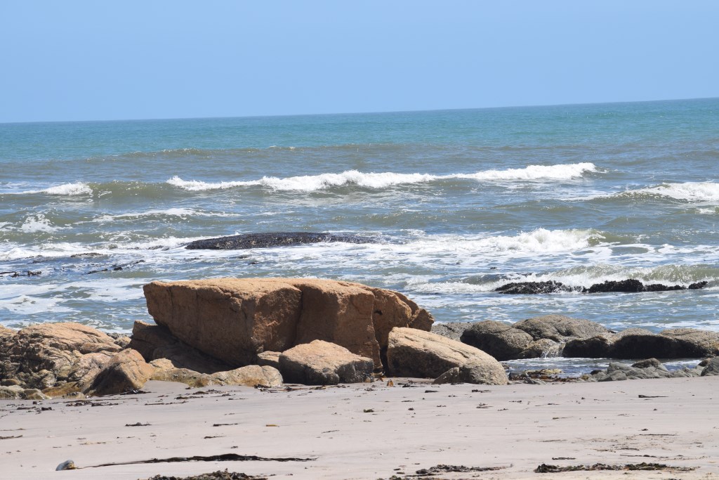 DSC_0098.jpg