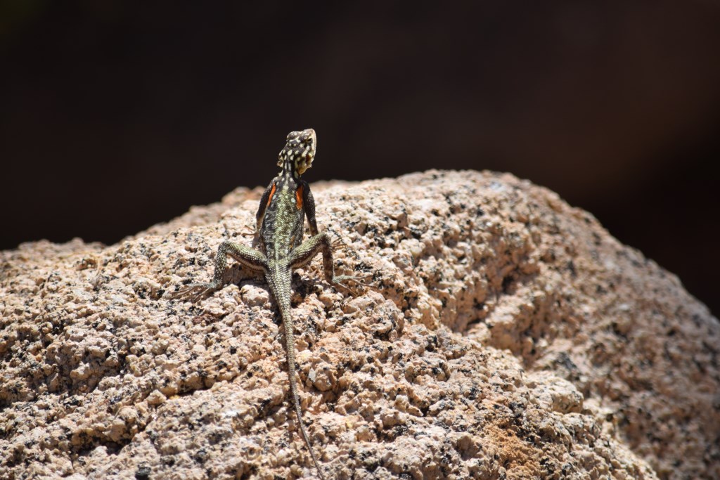 DSC_0185.jpg