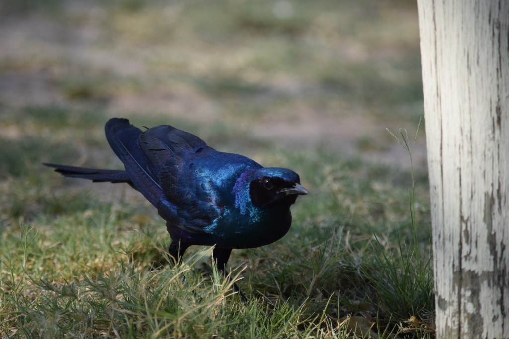 DSC_0694.jpg