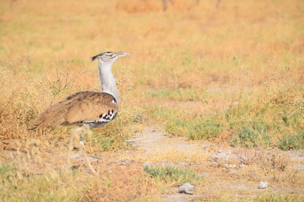 DSC_0697.jpg