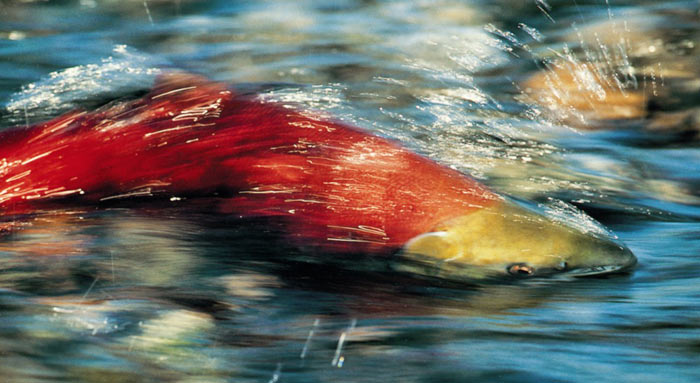 big_salmon_river_32.jpg