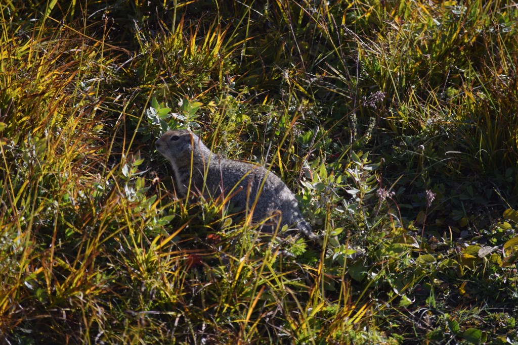 DSC_0901.jpg