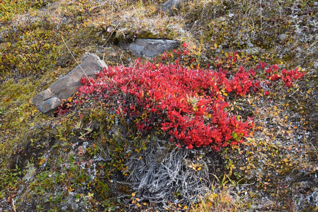 DSC_1056.jpg