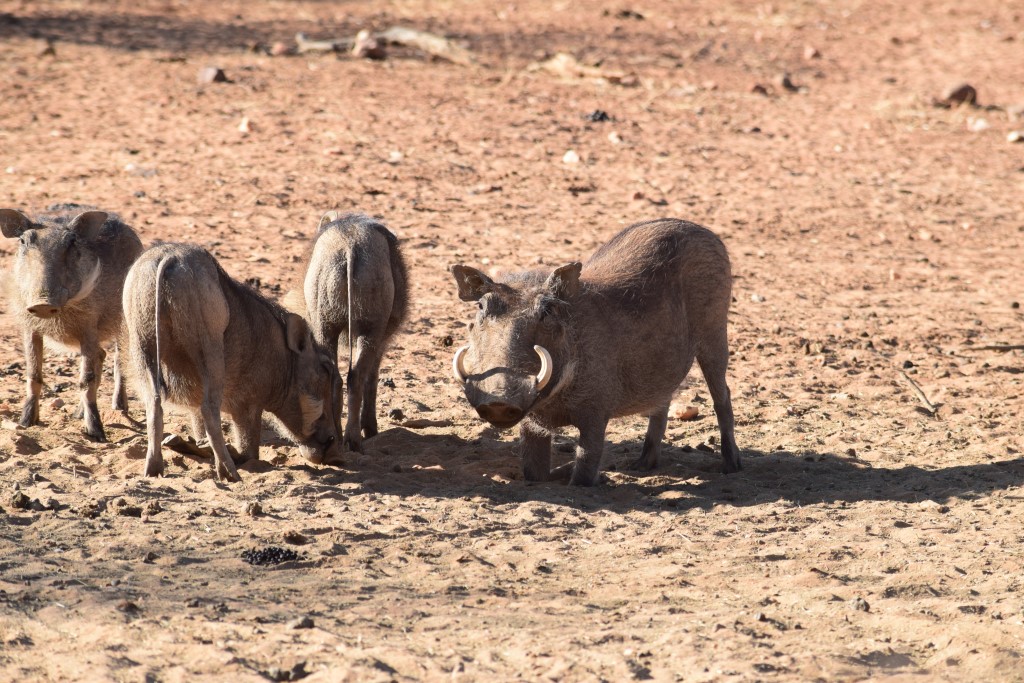 DSC_0070.jpg