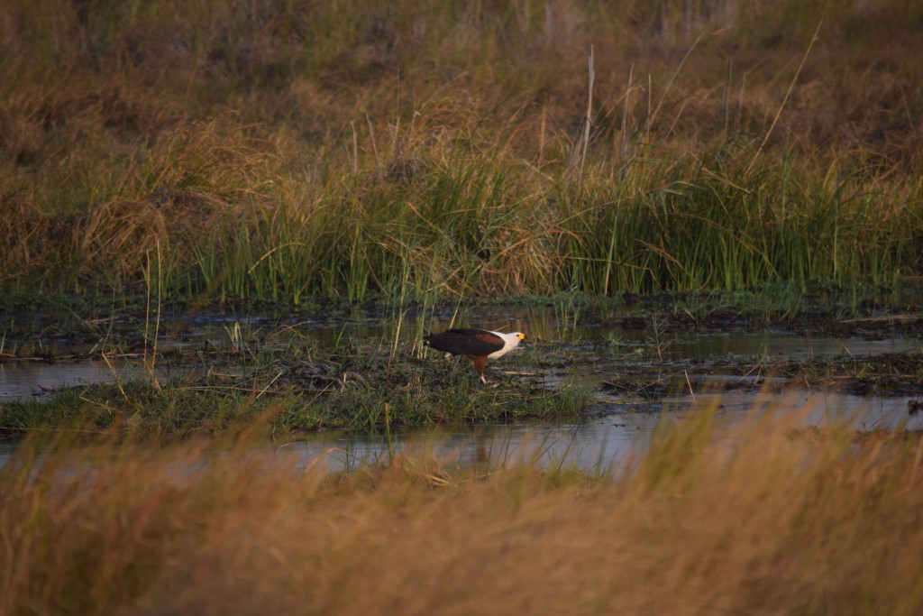 DSC_0422.jpg