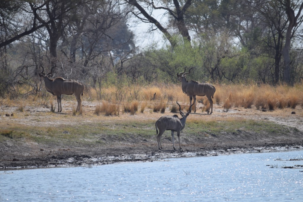 DSC_0457.jpg