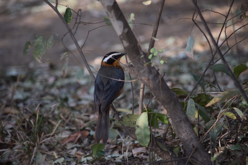 DSC_0476.jpg