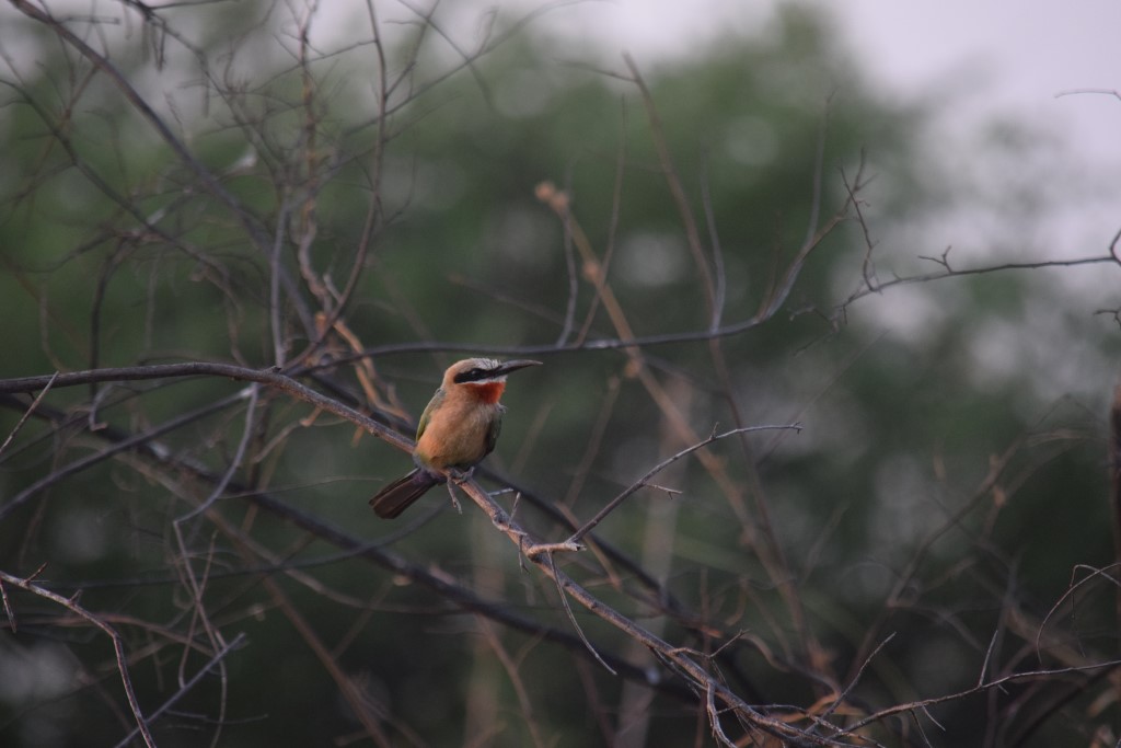 DSC_0613.jpg