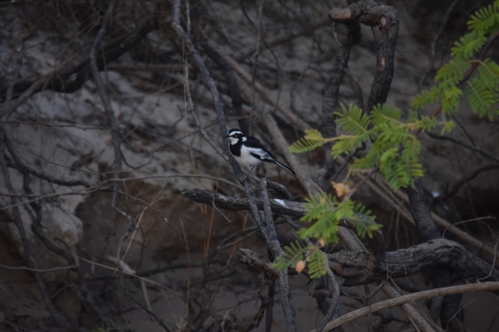 DSC_0616.jpg