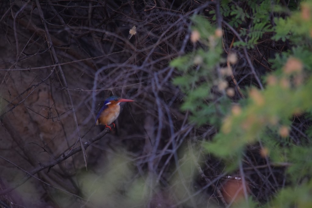 DSC_0618.jpg