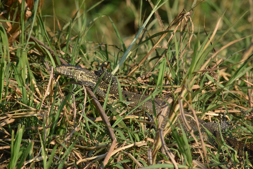 DSC_0702.jpg