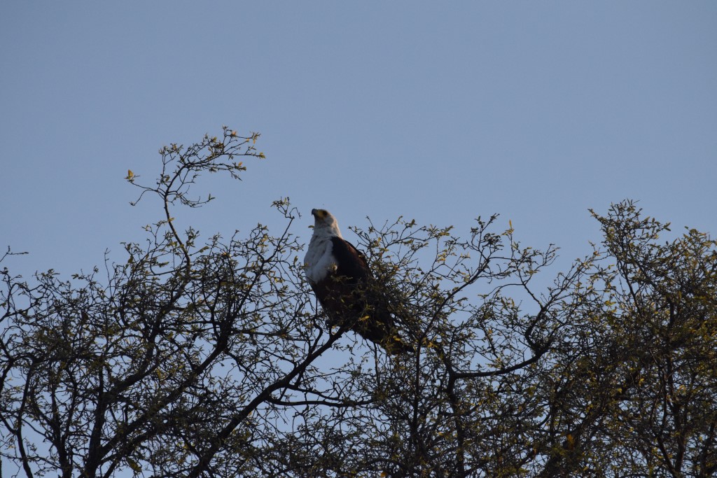 DSC_0748.jpg