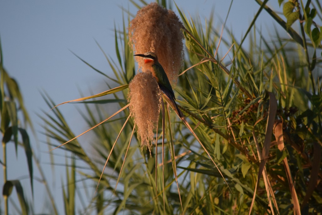 DSC_0772.jpg