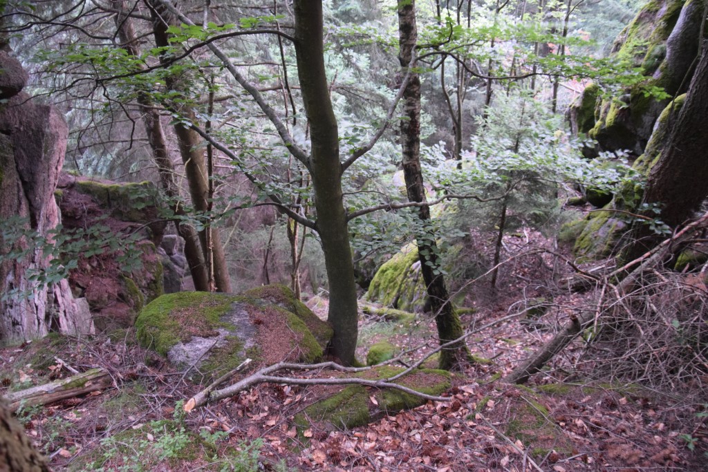 DSC_0511.jpg