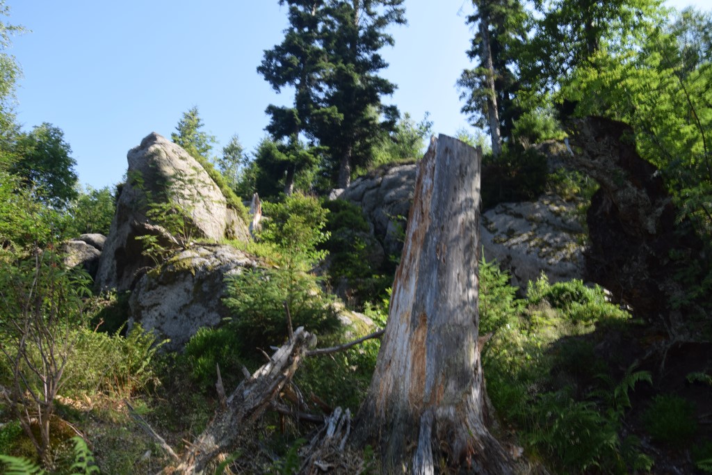 DSC_0905.jpg