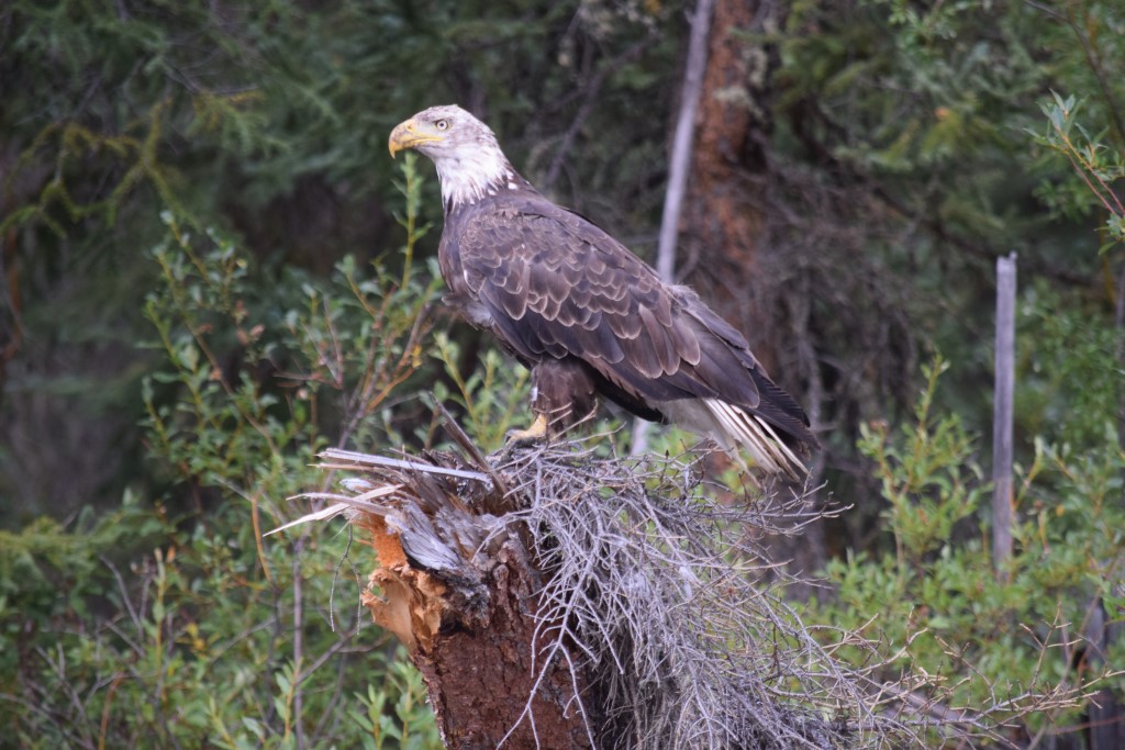 DSC_0247.jpg