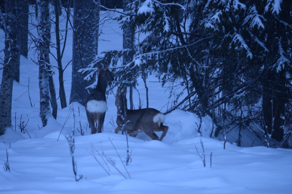 DSC_0243.jpg