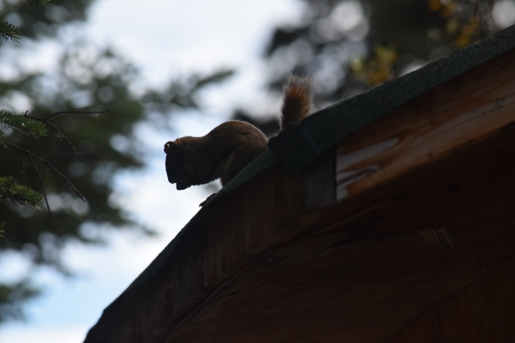 DSC_00285.jpg