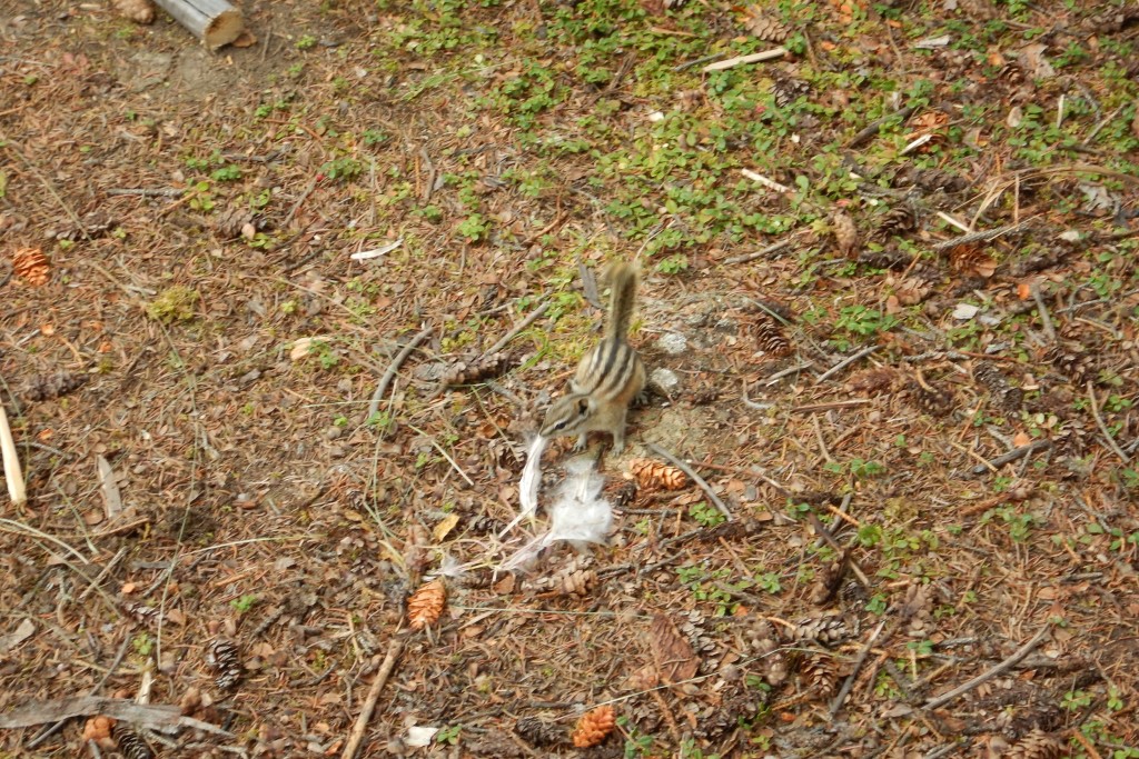 DSC_00303.jpg