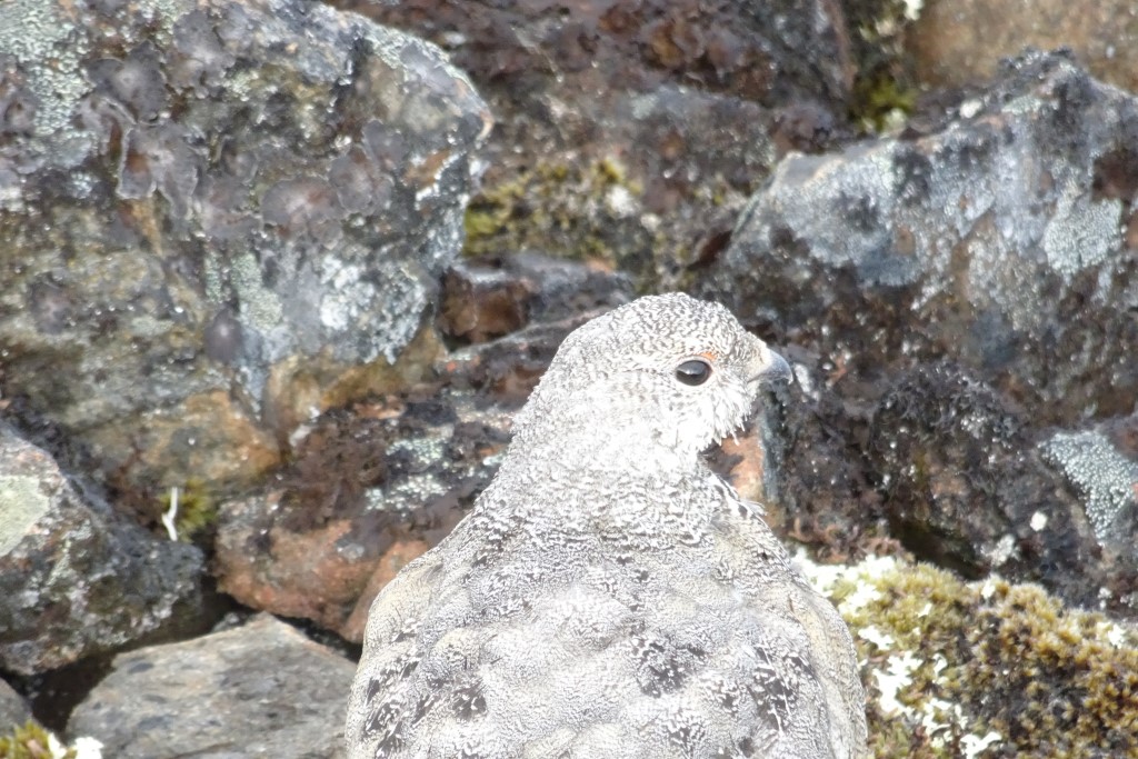 DSC_01083.jpg