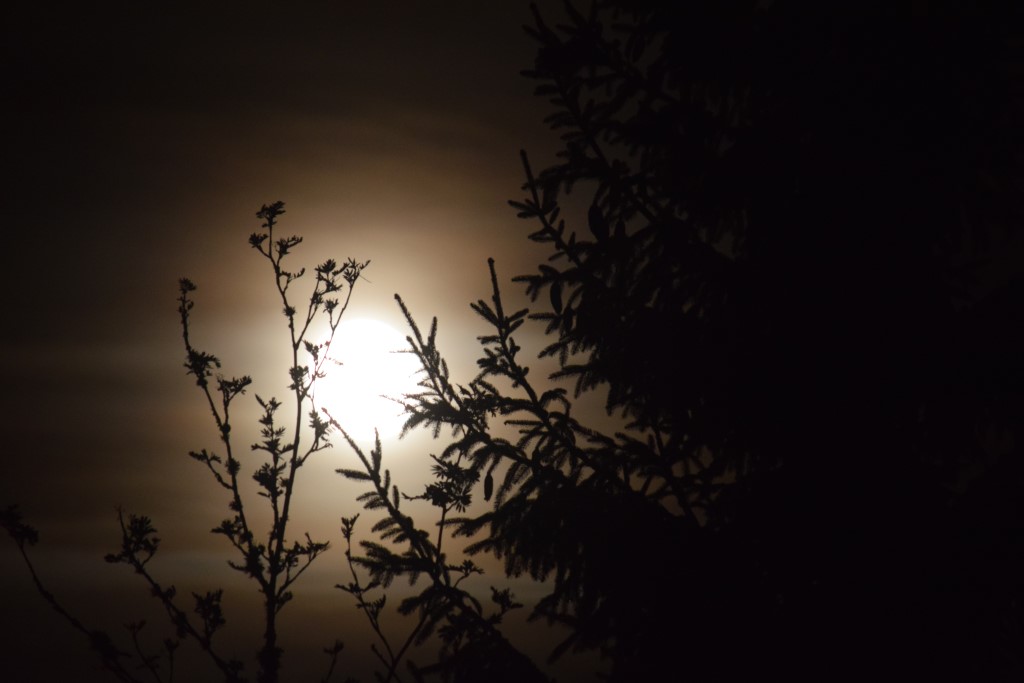 DSC_0079.jpg